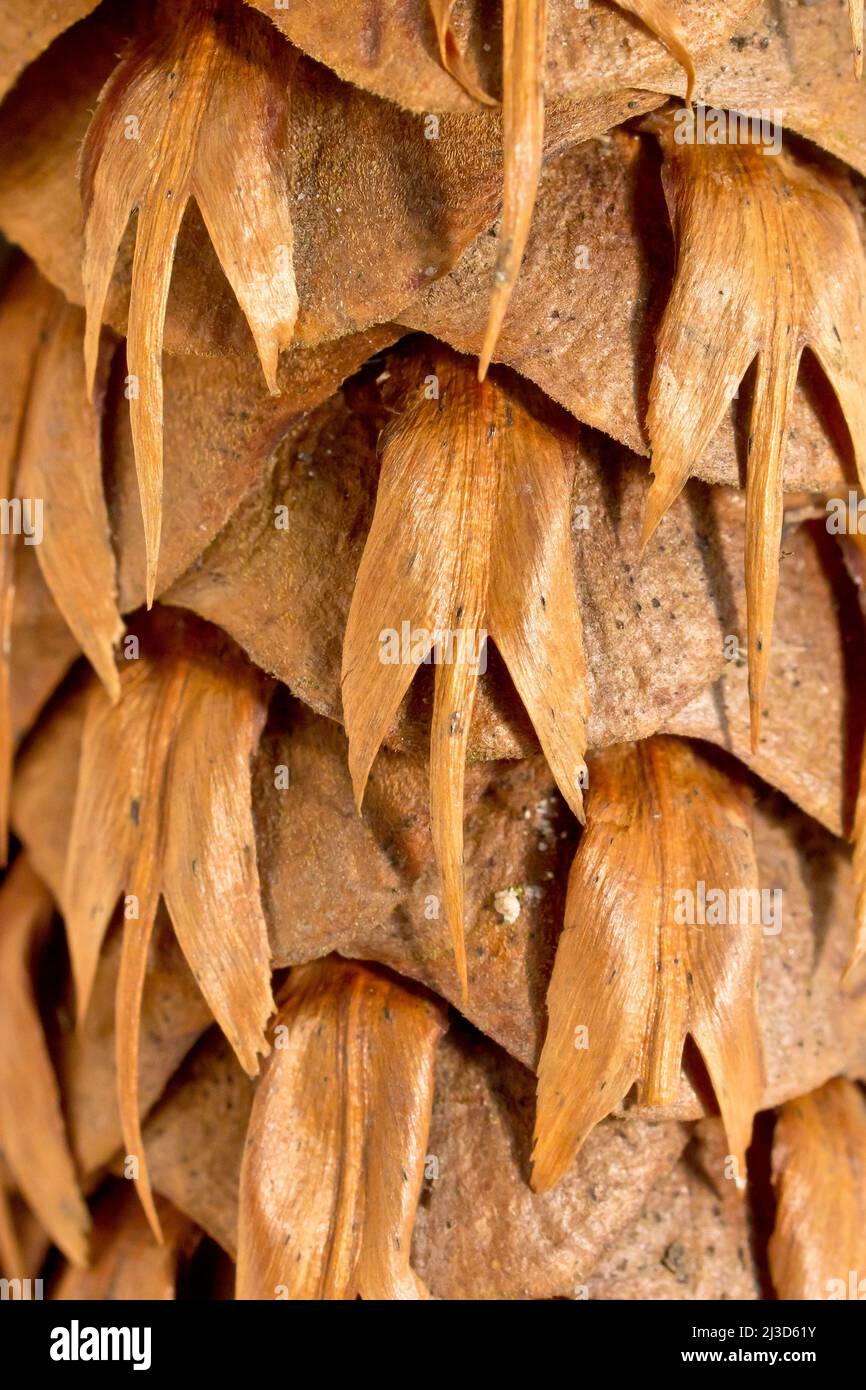 Close up detail showing the scales and distinctive 3 pronged bracts of a mature Douglas Fir cone (pseudotsuga menziesii). Stock Photo