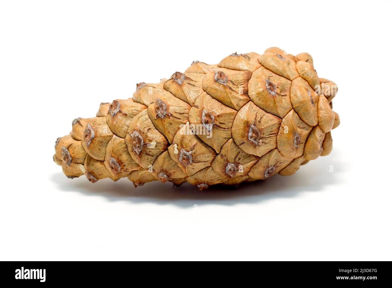 Scot's Pine (pinus sylvestris), close up of a single unopened mature pine cone isolated against a white background. Stock Photo
