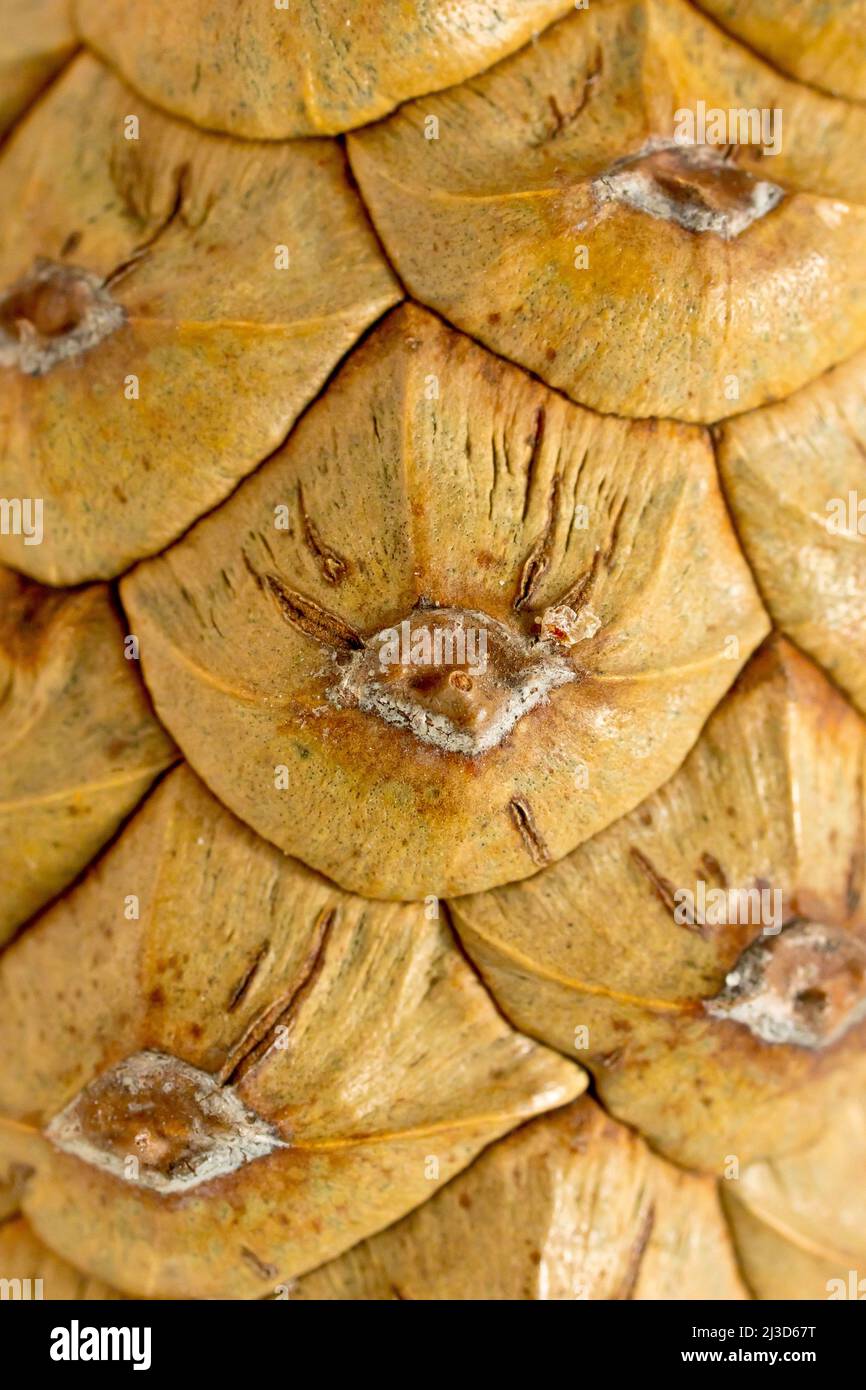 Close up detail showing the scales of a mature, but still tightly ...
