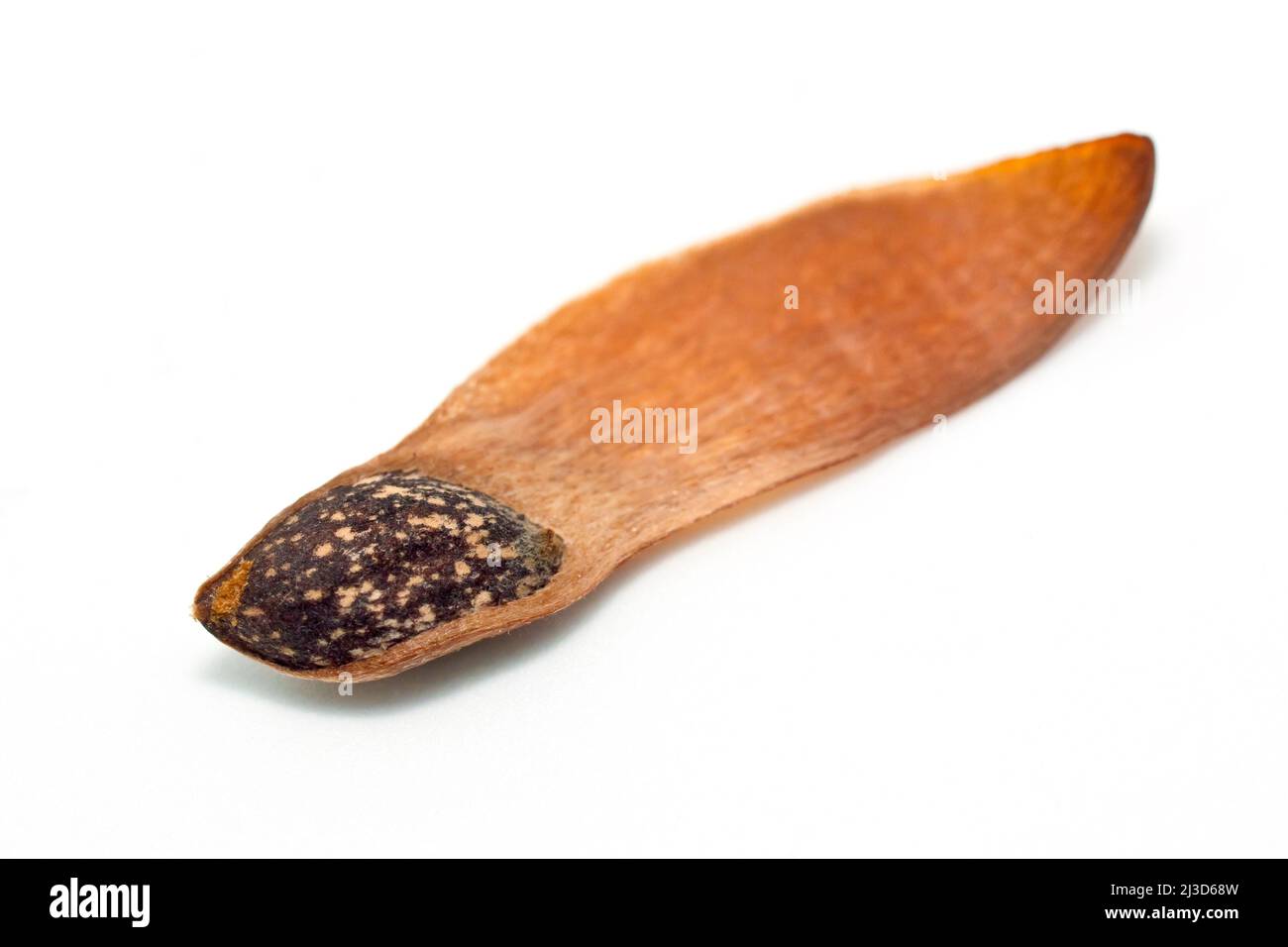 Scot's Pine (pinus sylvestris), close up of a single winged seed from the tree, isolated against a white background. Stock Photo