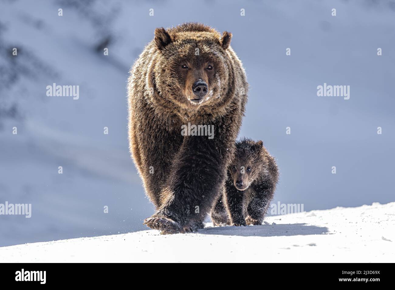 Grizzly bear and cub Stock Photo