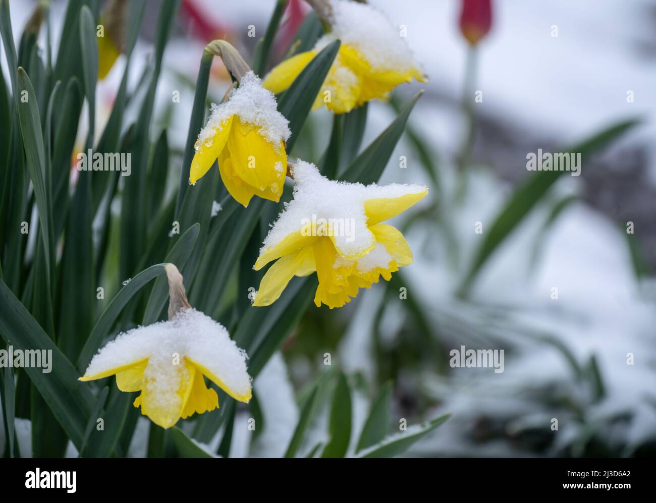 Snowy, yellow flowers of daffodils Stock Photo