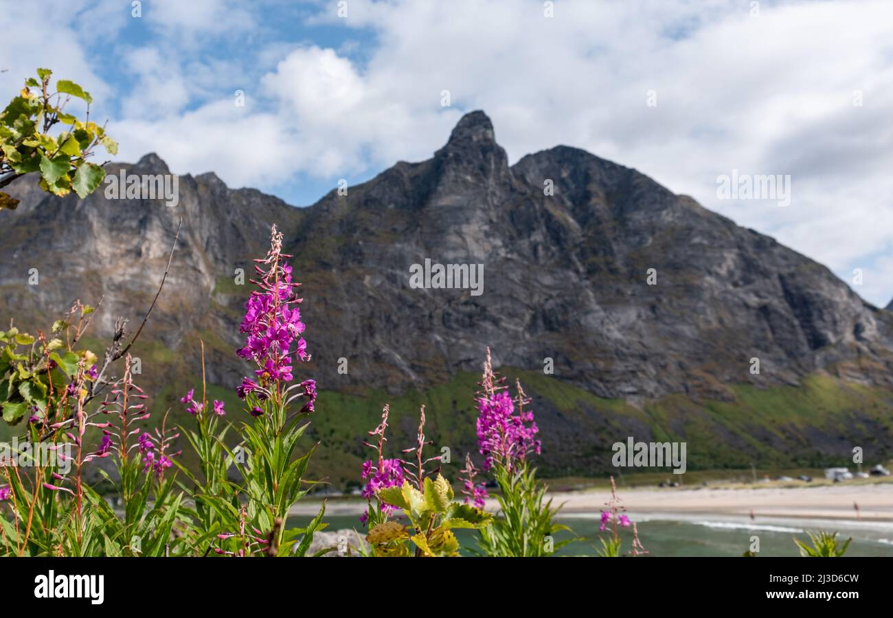 Colorful spring flowers in Lofoten, Norway at the beach with mountains in the back Stock Photo