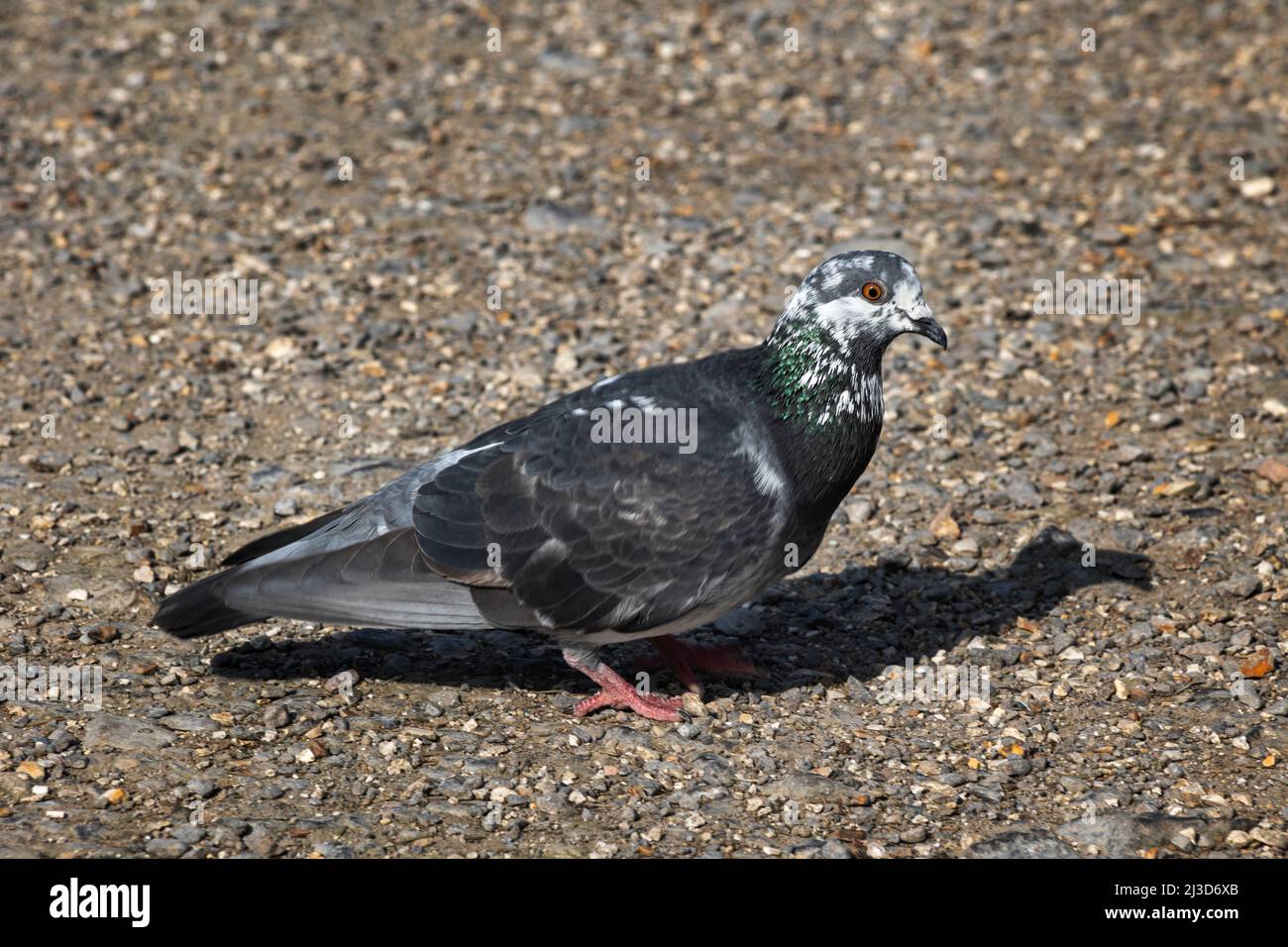 Close up of a feral pigeon, photographed in West Sussex Stock Photo