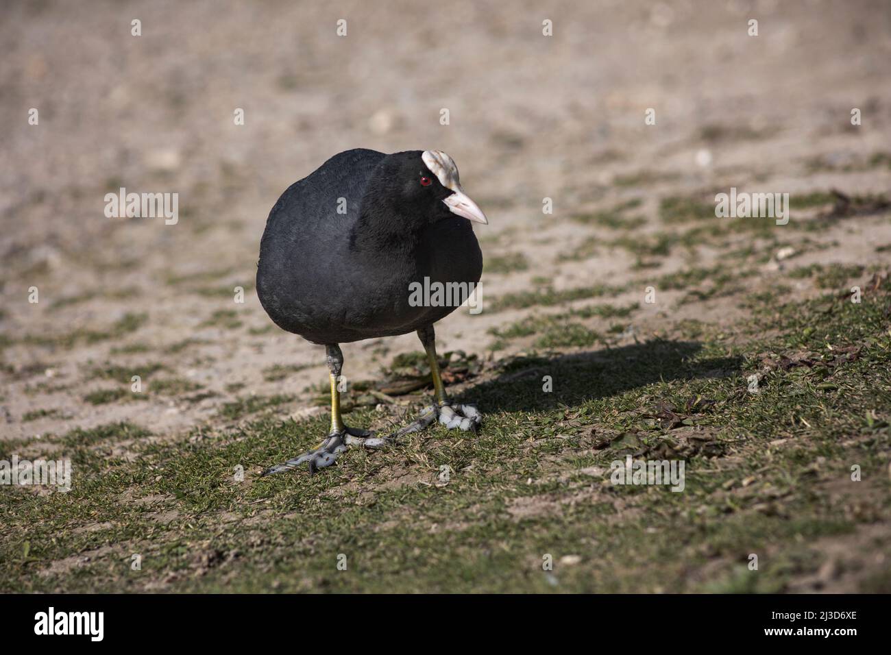 A single coot book by a lake in Aundel, West Sussex Stock Photo