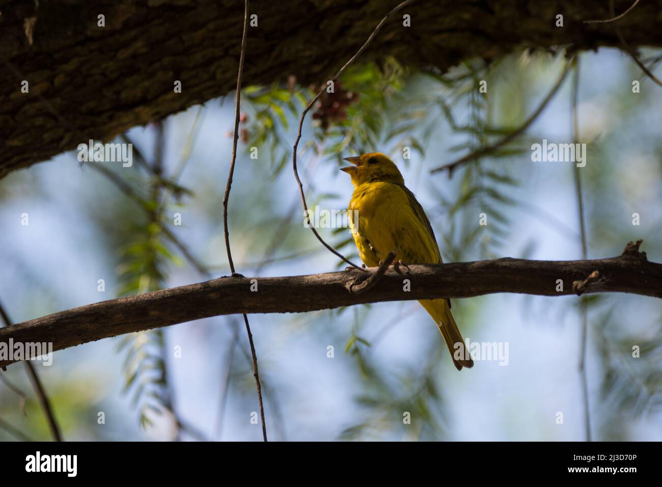 Little yellow bird singing on a branch Stock Photo Alamy