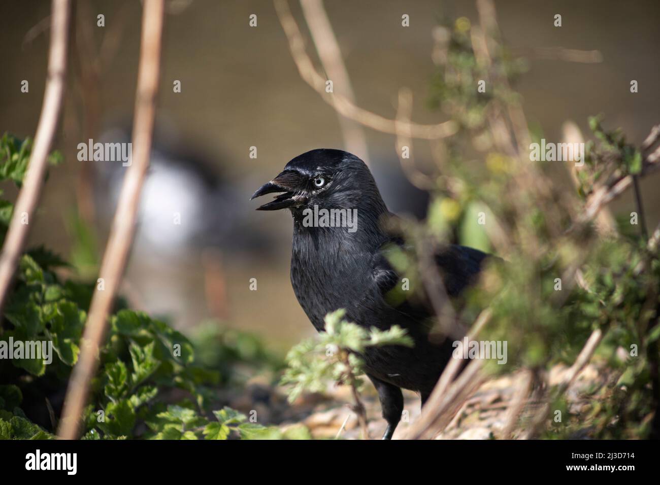 Close up of a Jackdaw bird with its beak open showing its tongue Stock Photo