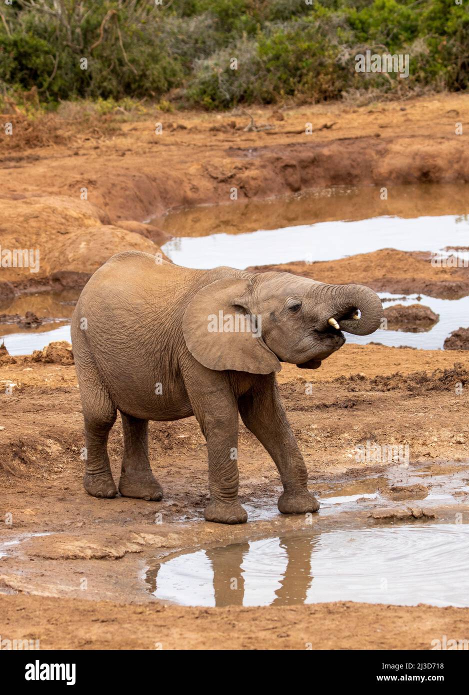 African elephant drinking water at a waterhole, Addo Elephant National Park Stock Photo