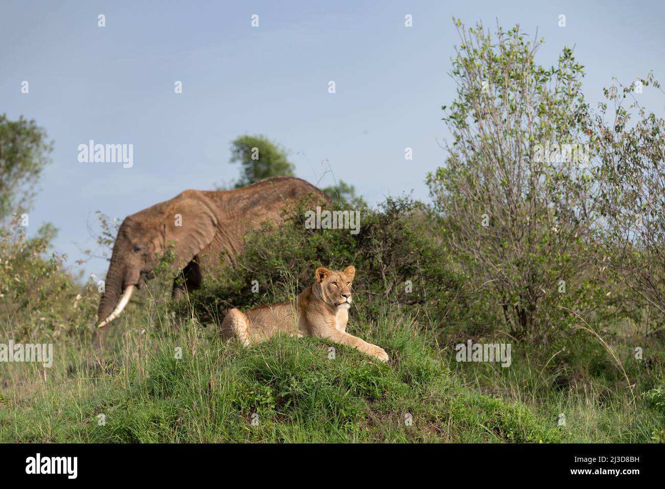 Lioness sitting up with elephant in the background Stock Photo
