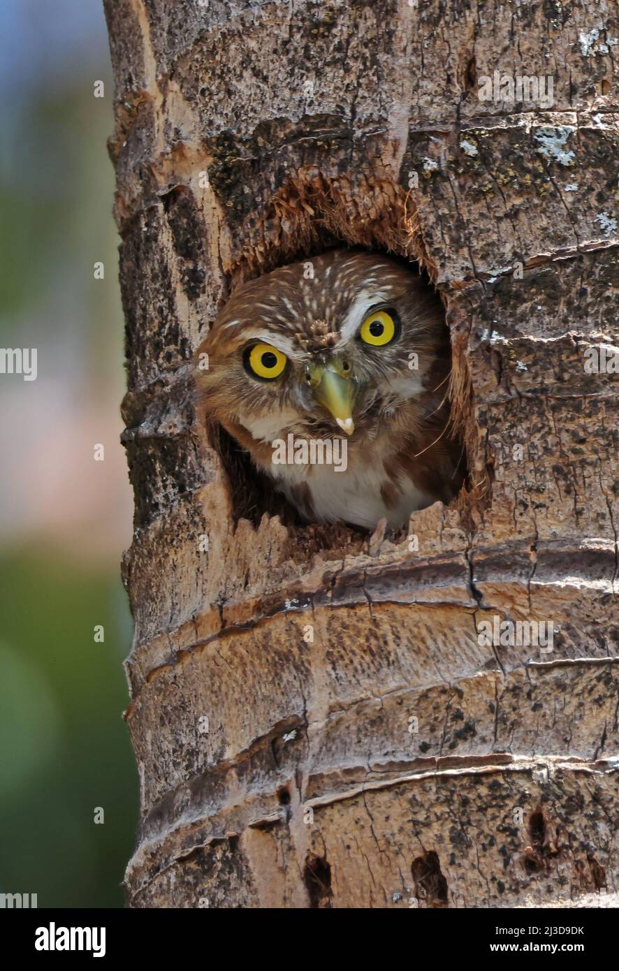 ferruginous-pygmy-owl-nest-hi-res-stock-photography-and-images-alamy