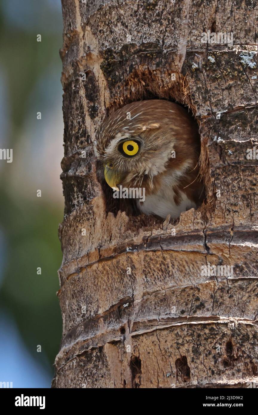 ferruginous-pygmy-owl-nest-hi-res-stock-photography-and-images-alamy
