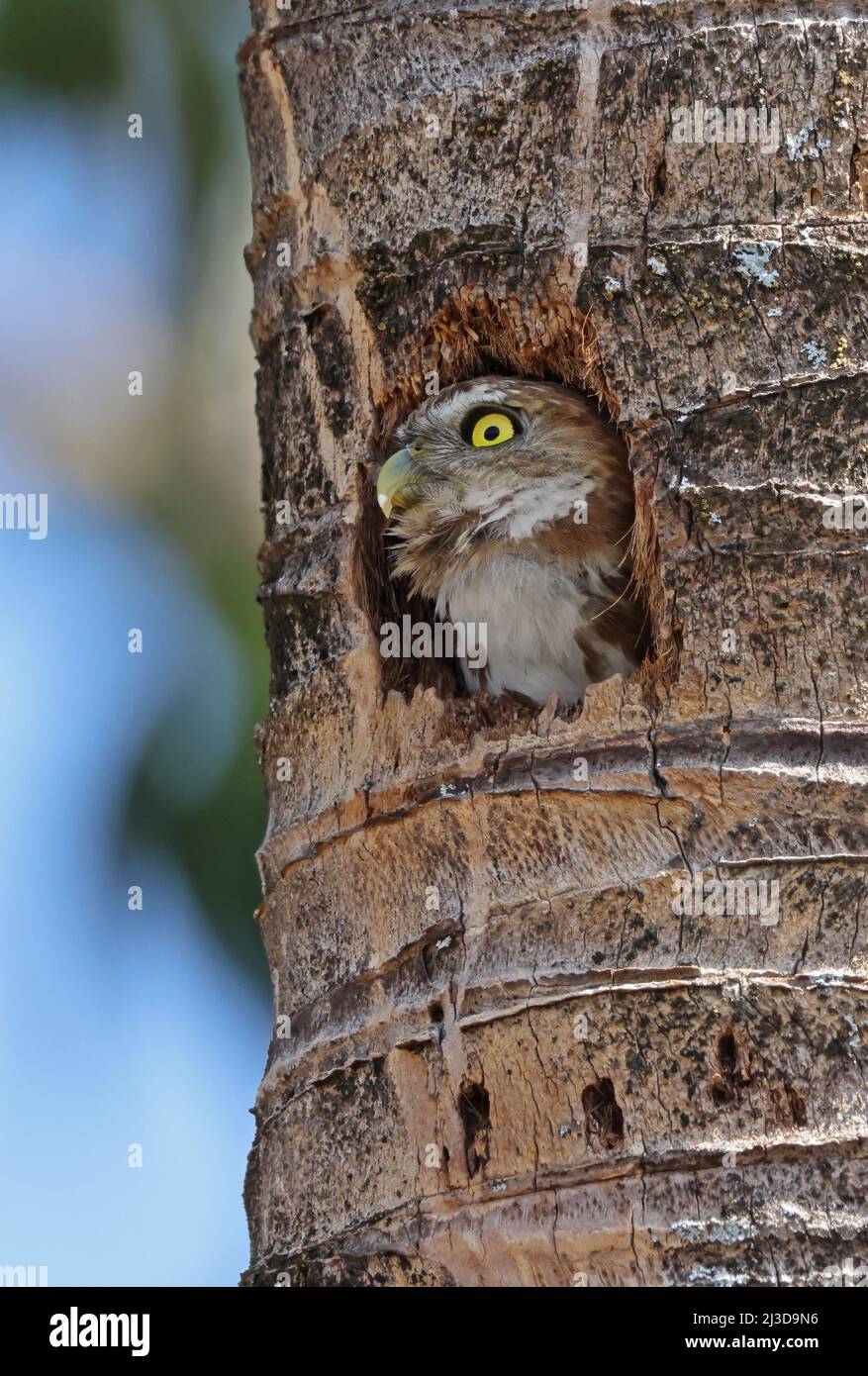 Ferruginous Pygmy Owl Nest Hi res Stock Photography And Images Alamy