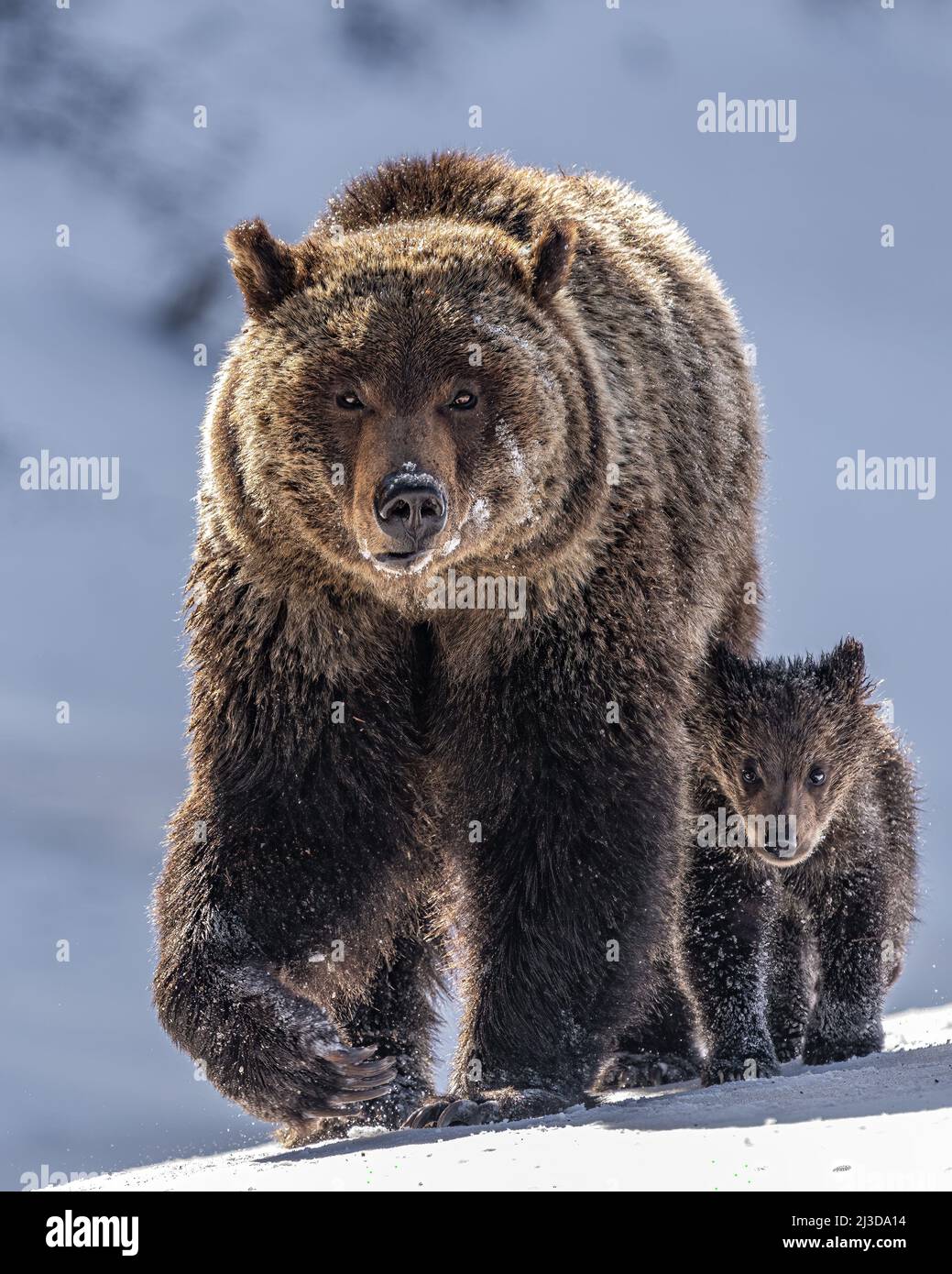 Grizzly bear and cub Stock Photo