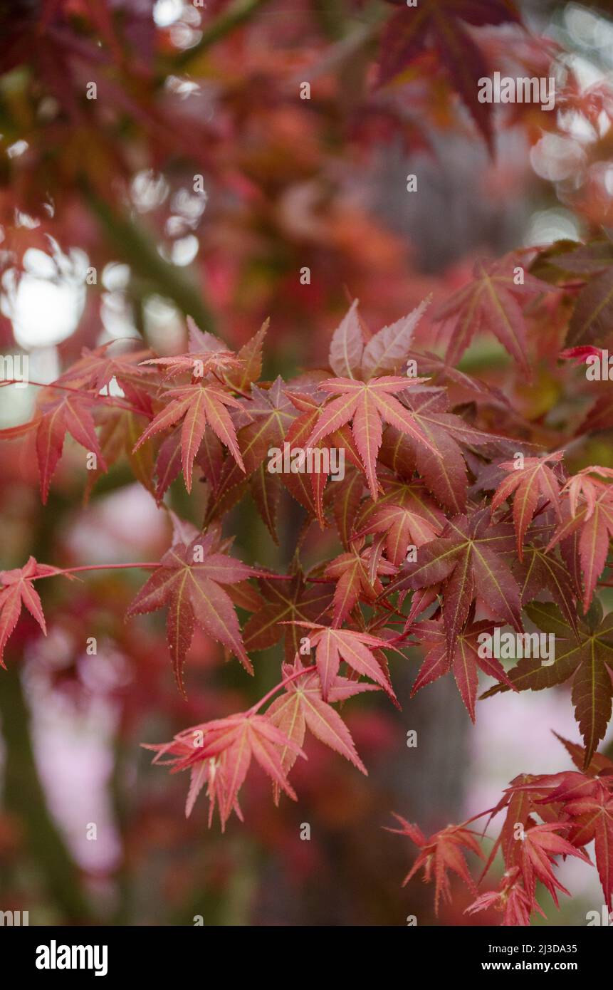 The colorful red leaves of a Japanese maple Stock Photo - Alamy
