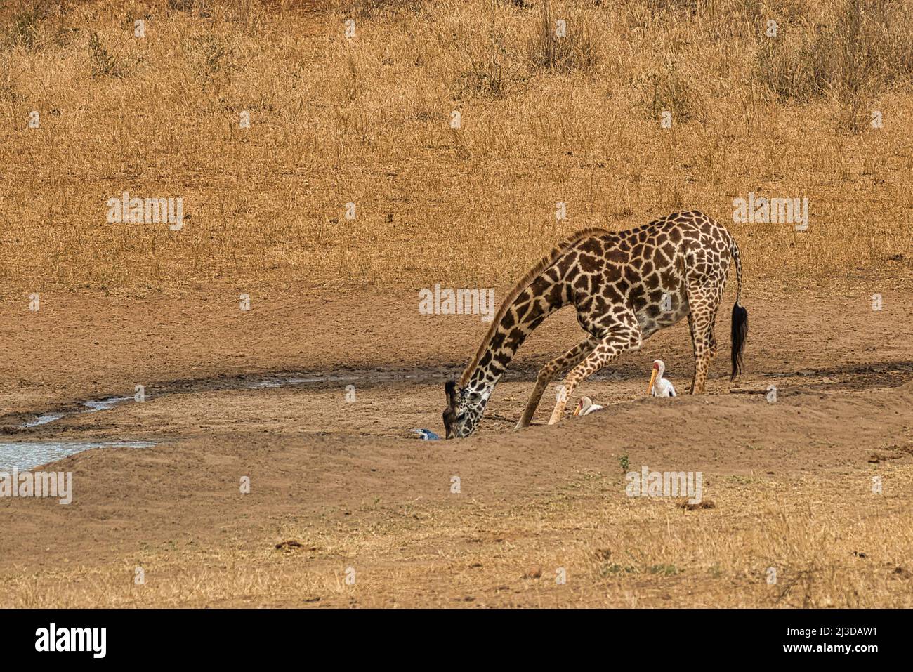 Drinking Masai giraffe, Giraffa camelopardalis tippelskirchi, at watering hole. Stock Photo