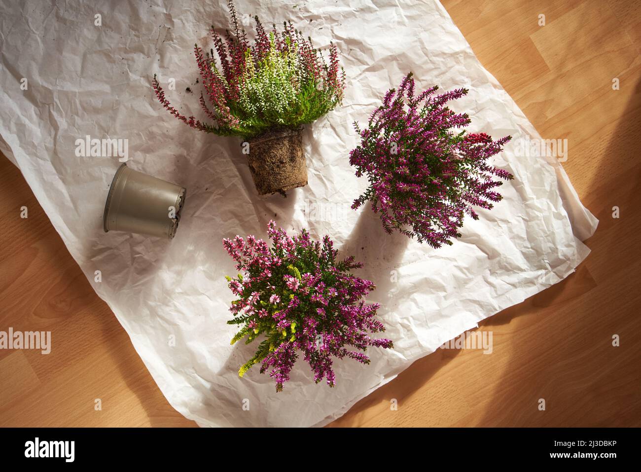 Fresh blooming heather plants are being replanted at home in autumn, top view Stock Photo