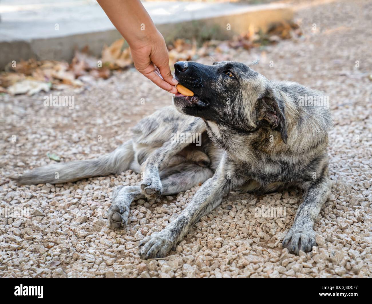 Stray dog of gray and white color lies on ground and takes food from hands of person. Woman feeds stray dog with her hand Stock Photo