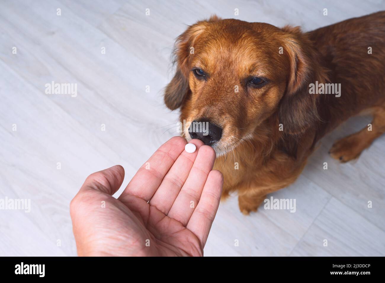 Owner giving medicine in a pill or tablet to his sick dog. Medicine and vitamins for pets. Pills for animals. Stock Photo