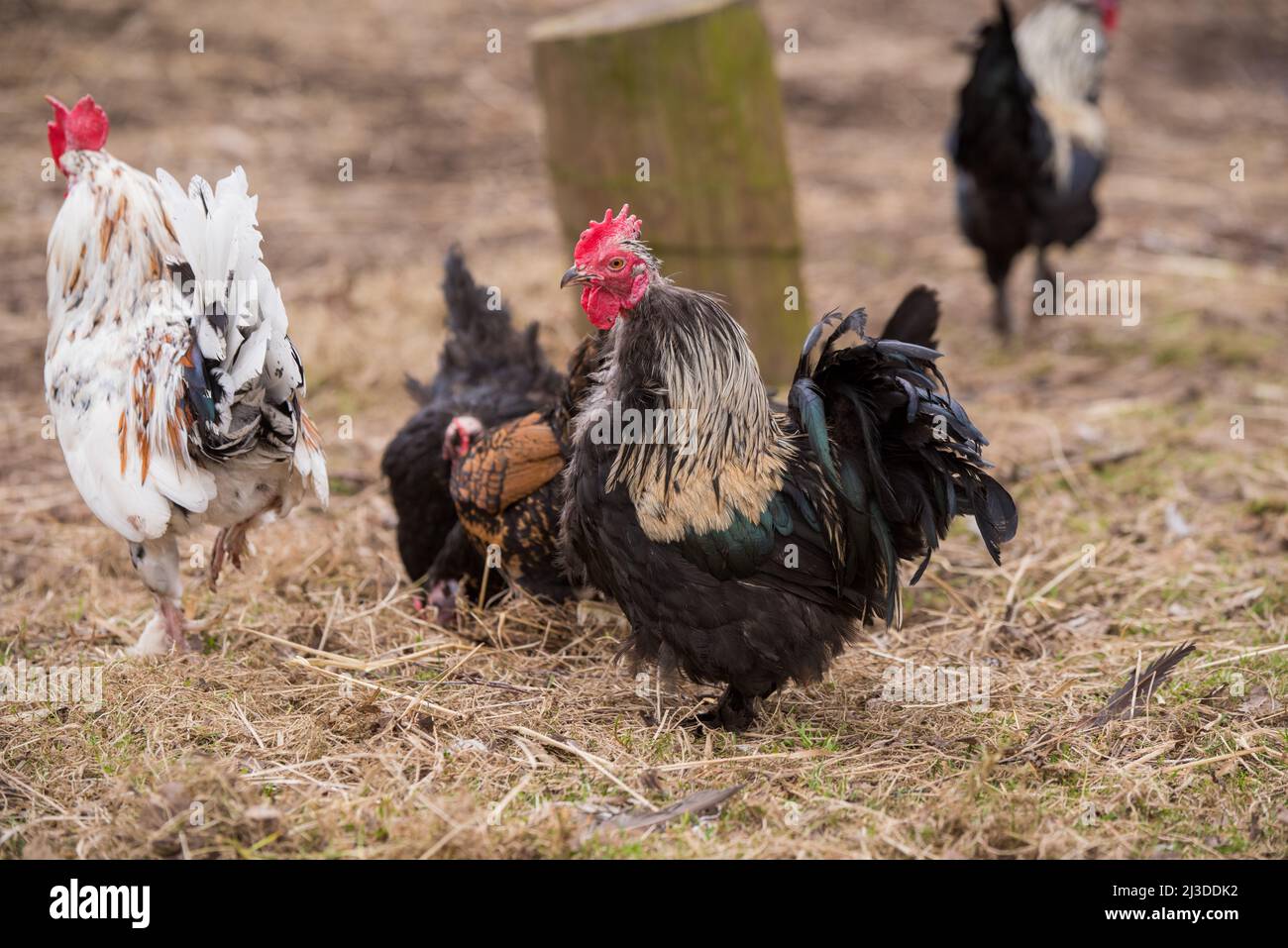 Black rooster outside in the village on nature Stock Photo - Alamy