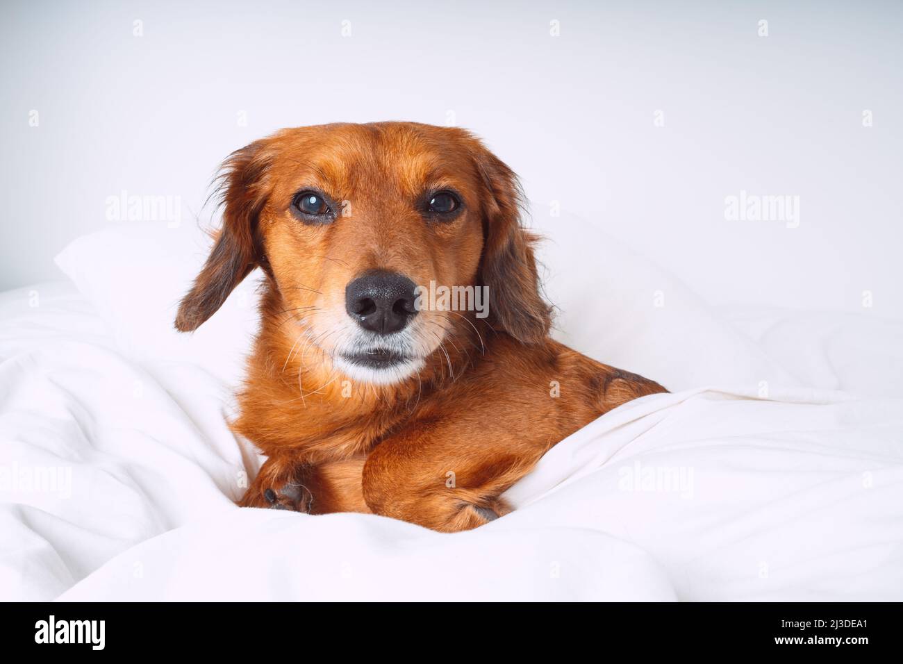 Portrait of beautiful brown long hair dachshund dog or sausage dog lying on the white bed Stock Photo