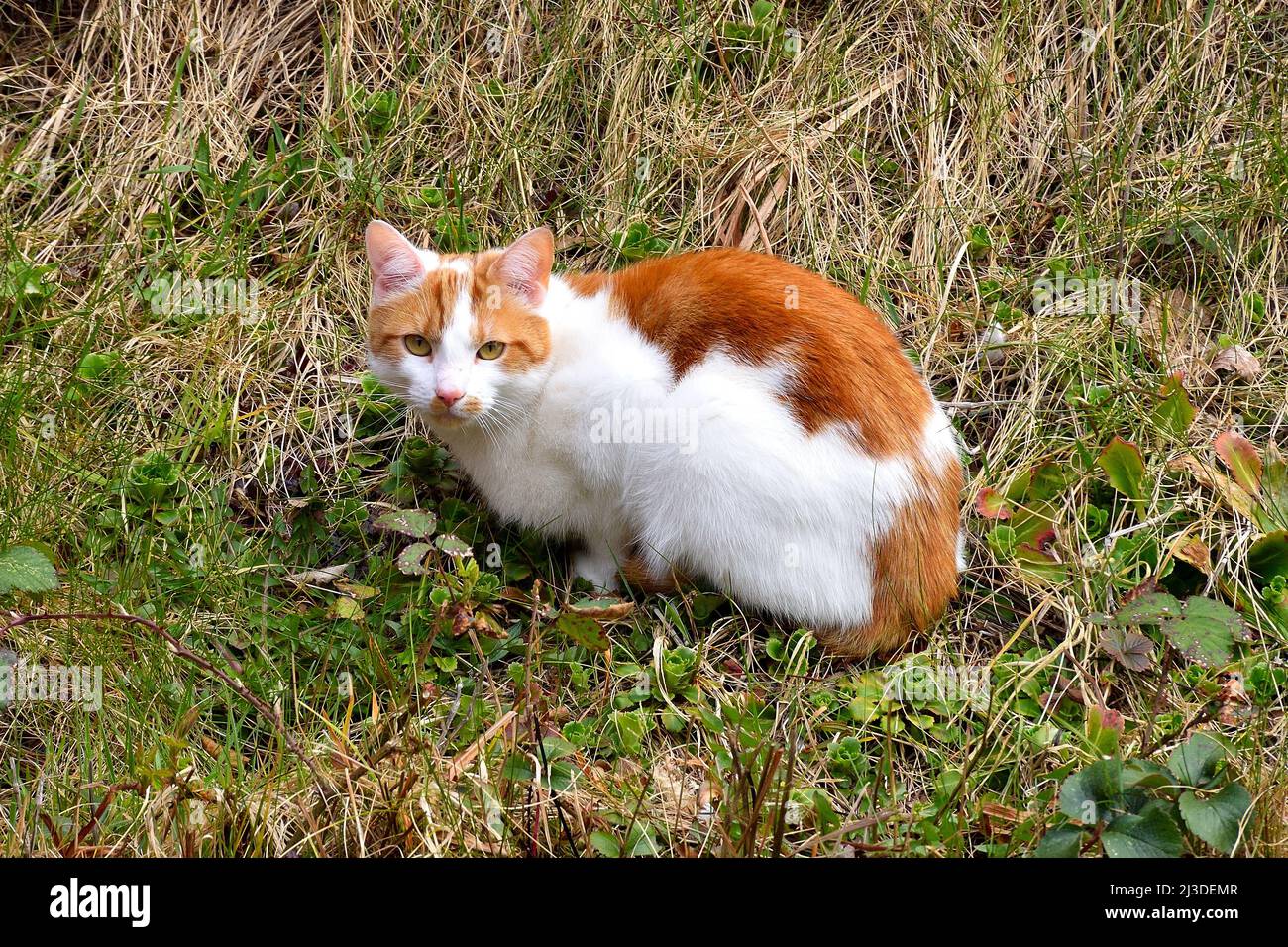 Everyone wants to be a cat Stock Photo Alamy