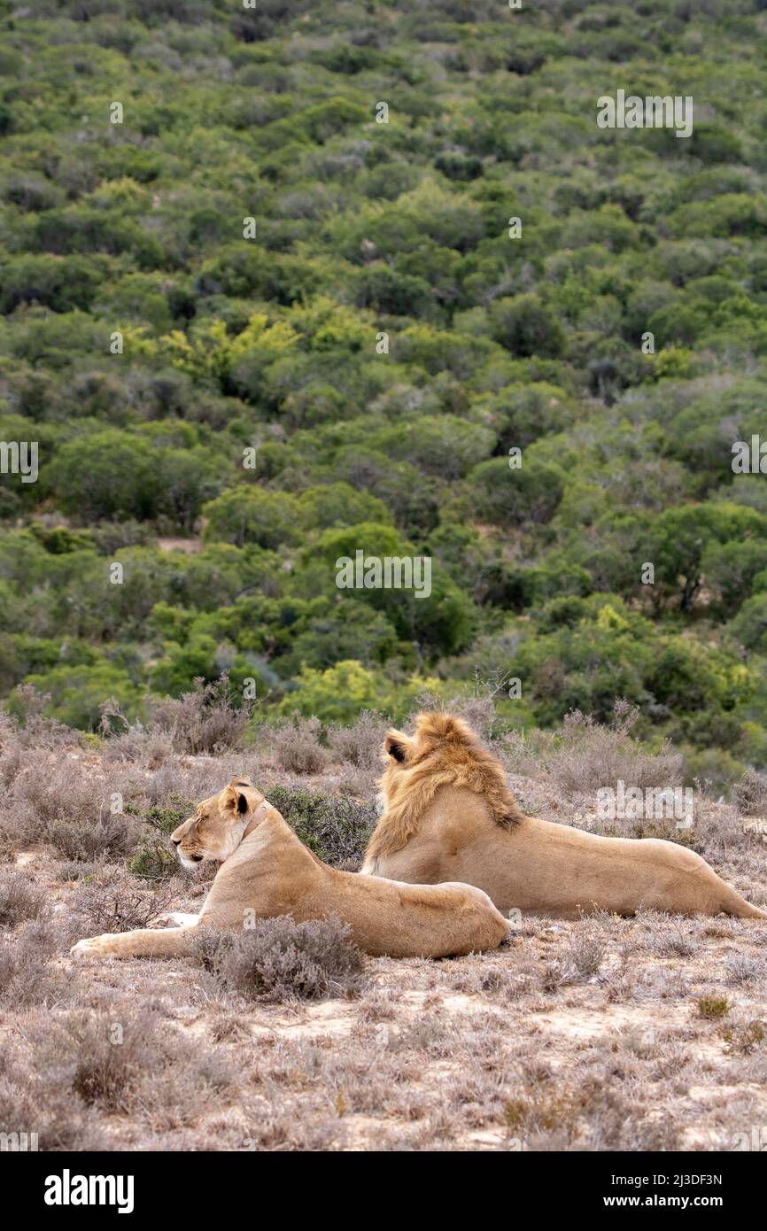 Lion and lioness pair, Addo Elephant National Park Stock Photo