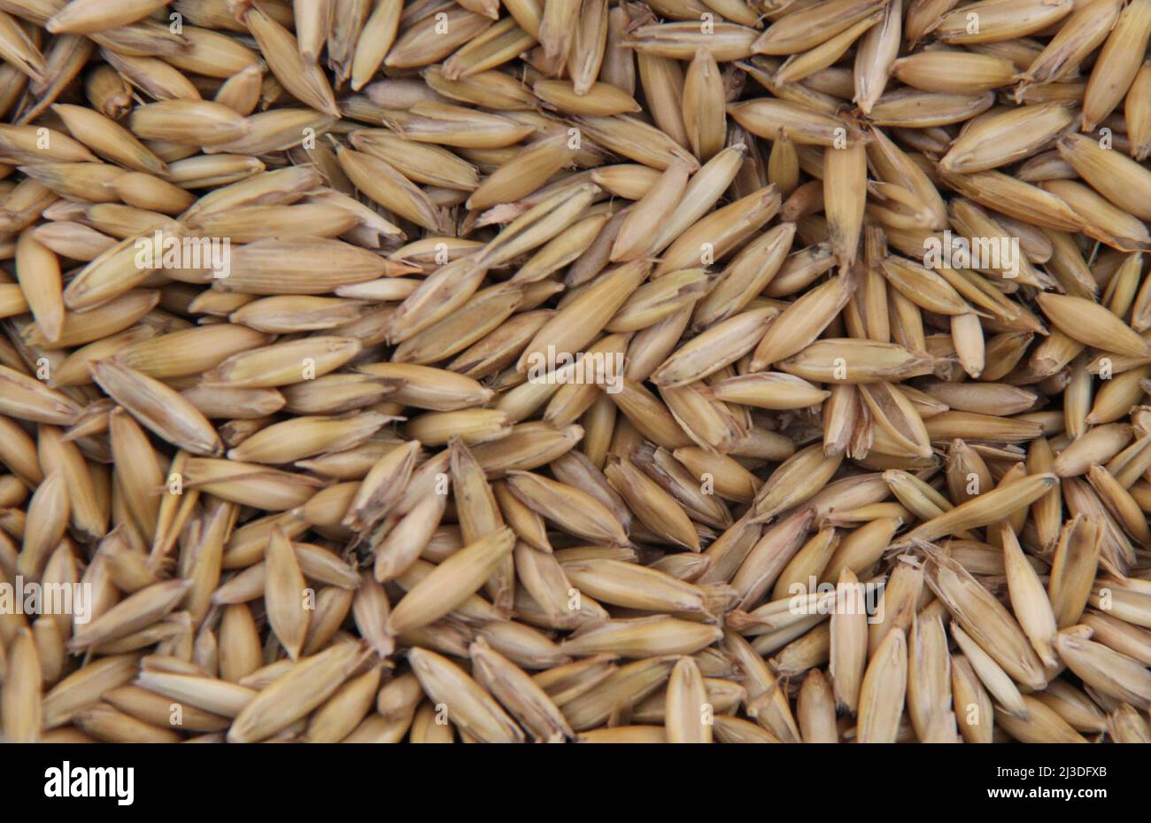 A Background Image of Freshly Harvested Cereal Grains Stock Photo Alamy