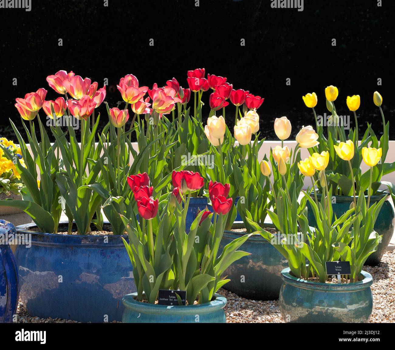 Mixed, tulips, blue plant pots , dark background, Stock Photo