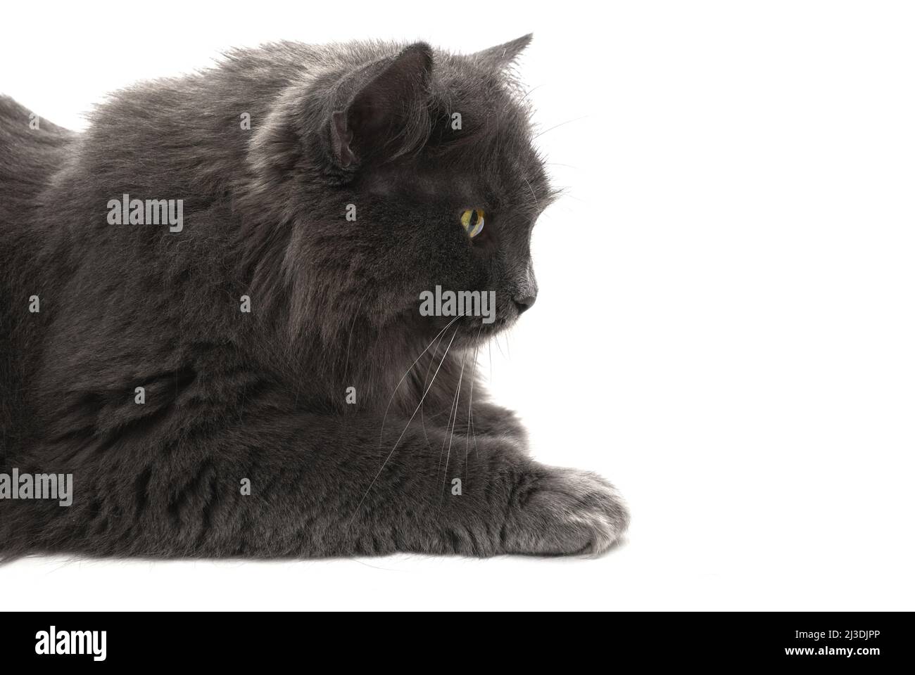 Portrait of the gray cat Nibelung close-up isolated on a white background Stock Photo
