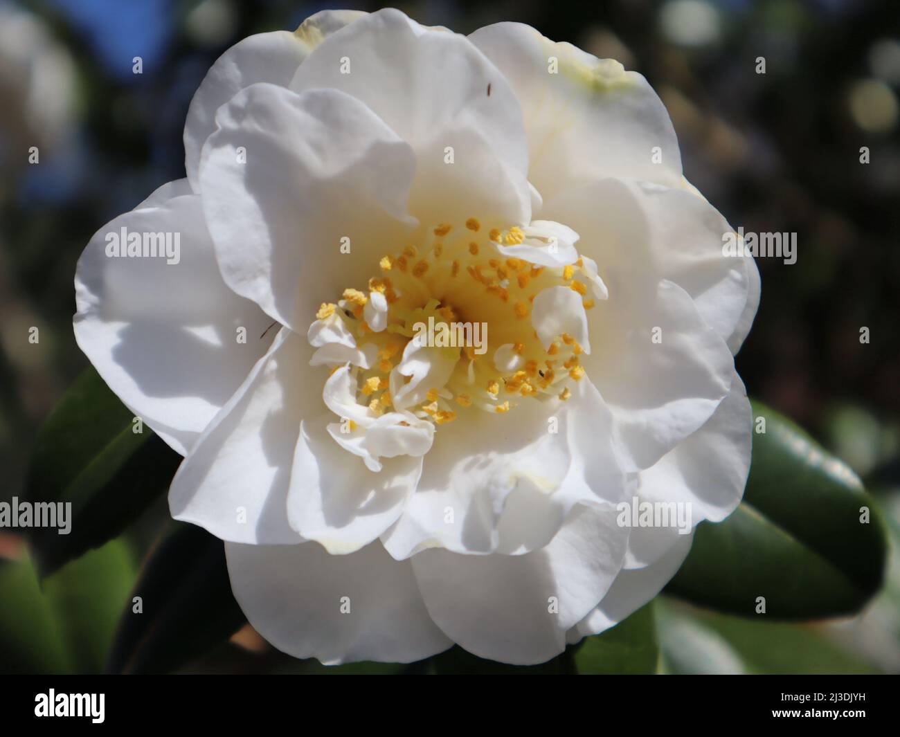 White camellia japonica hi-res stock photography and images - Alamy