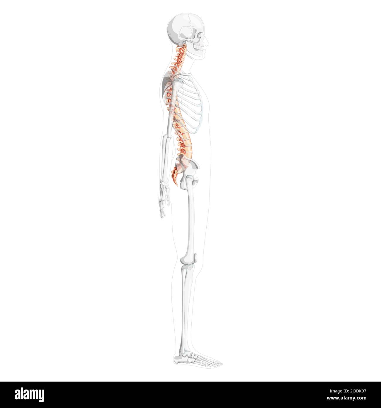Human vertebral column side lateral view with partly transparent skeleton position, spinal cord, thoracic lumbar spine, sacrum. Vector flat natural colors, realistic isolated illustration anatomy  Stock Vector