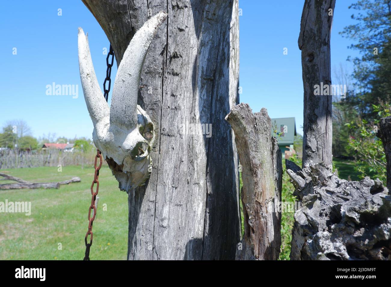 Skull of an animal with horns on a post from a fence. Stock Photo