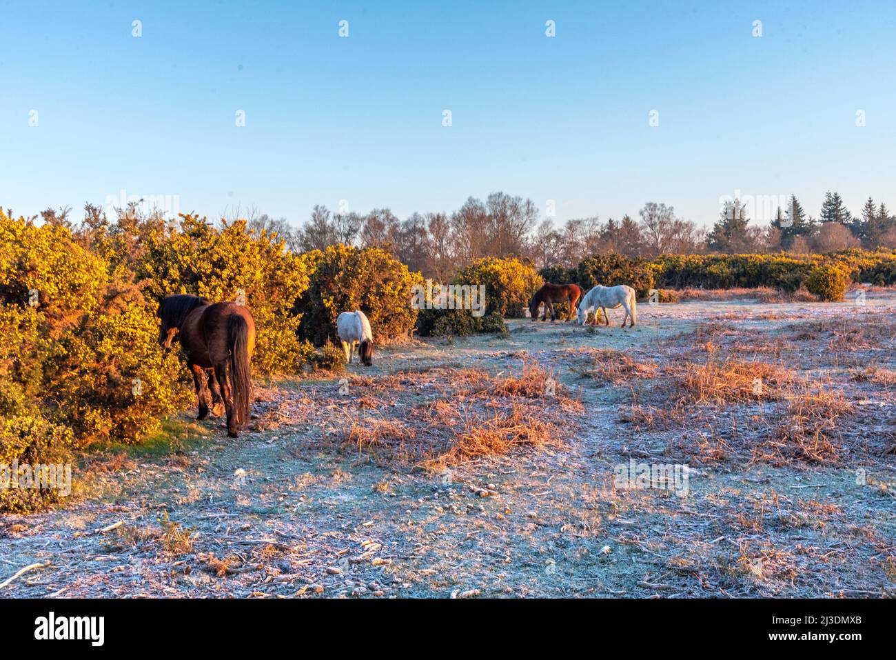 Ponies of the New Forest Stock Photo - Alamy