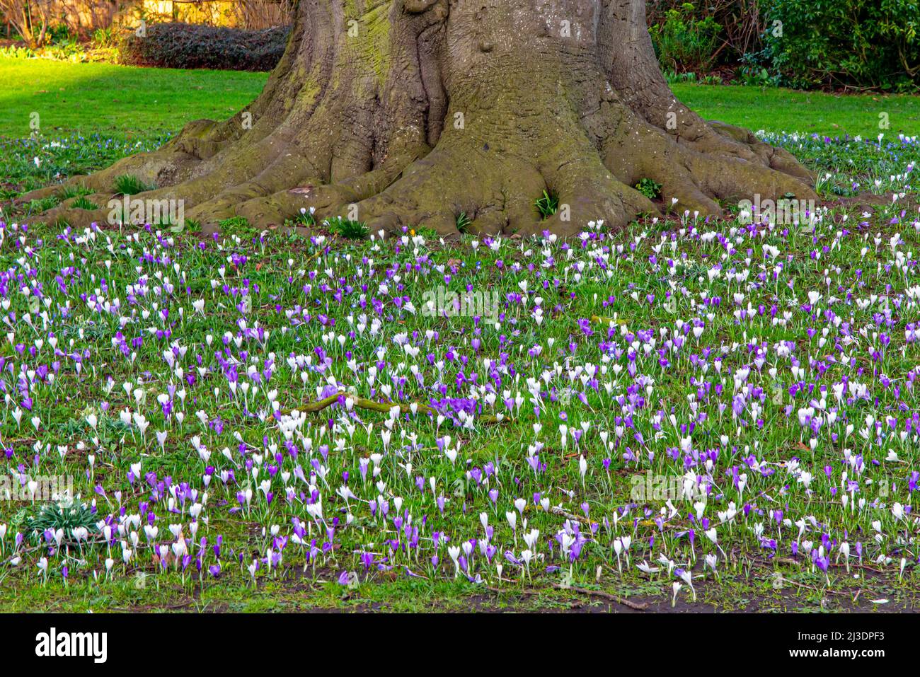 Crocus flowers growing underneath an old tree on a lawn in early spring. Stock Photo