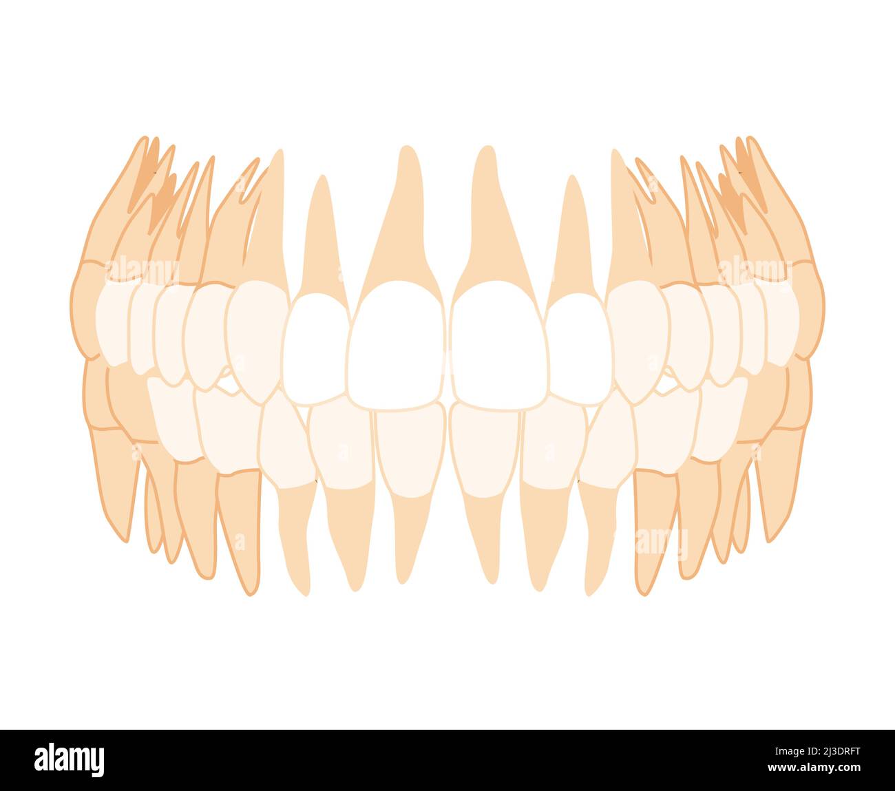 Human Teeth Denture Set Closeup front view. Human jaws model with molar, premolar, canine, incisor. Set of realistic flat natural color Vector illustration of anatomy isolated on white background Stock Vector