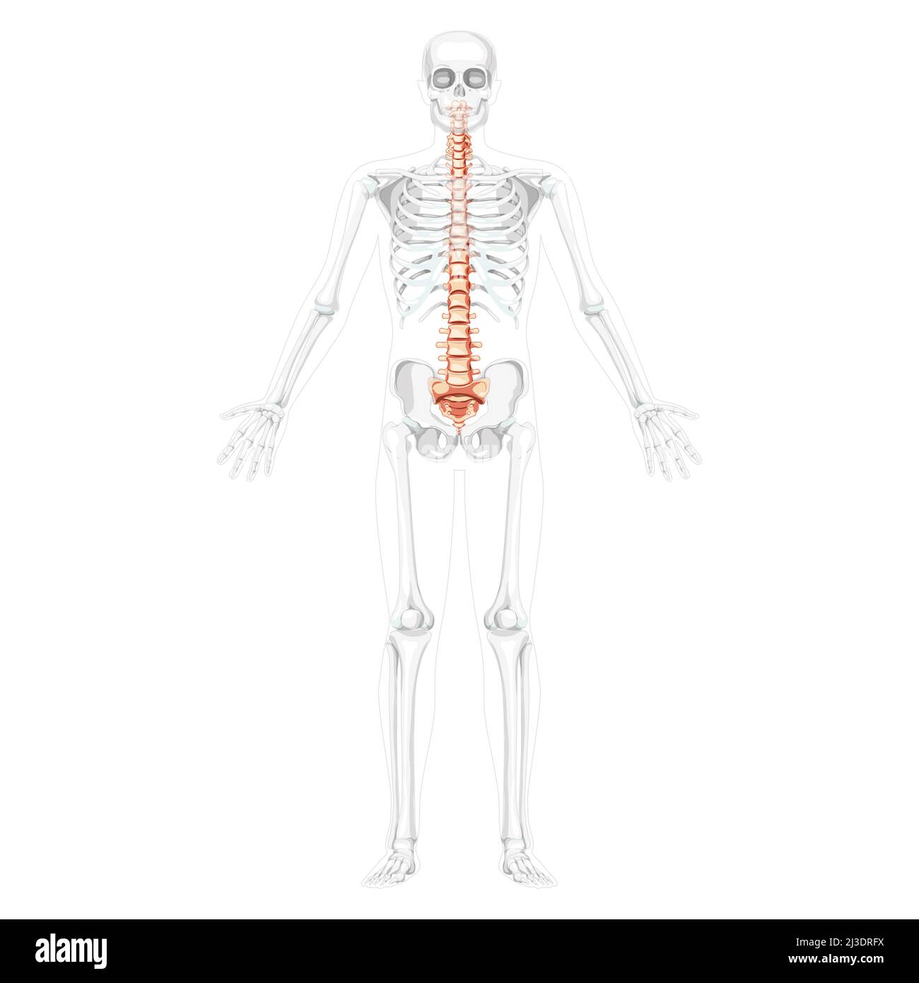 Human vertebral column front anterior view with partly transparent skeleton position, thoracic lumbar spine, sacrum and coccyx. Vector flat natural colors, realistic isolated illustration anatomy  Stock Vector