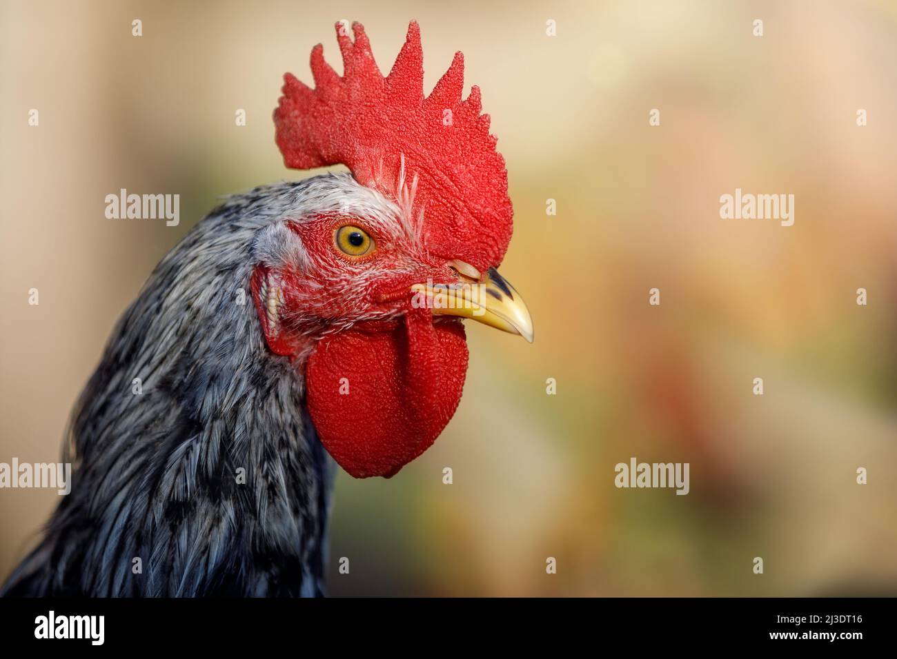 Cock head close up, large red comb, well visible beak and detailed eyes