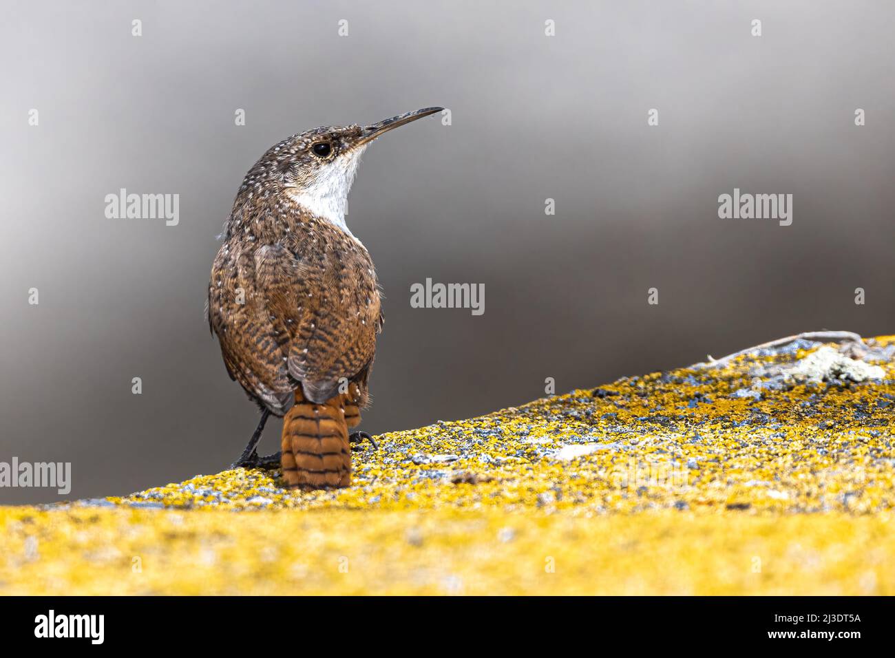 Portrait of a Canyon Wren (Catherpes mexicanus Stock Photo - Alamy