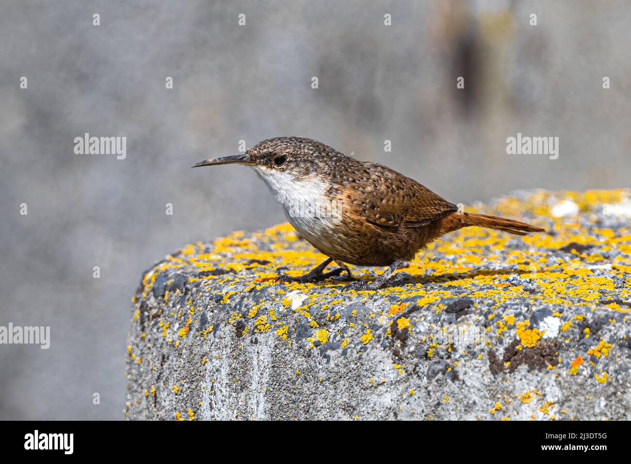 Portrait of a Canyon Wren (Catherpes mexicanus) Stock Photo