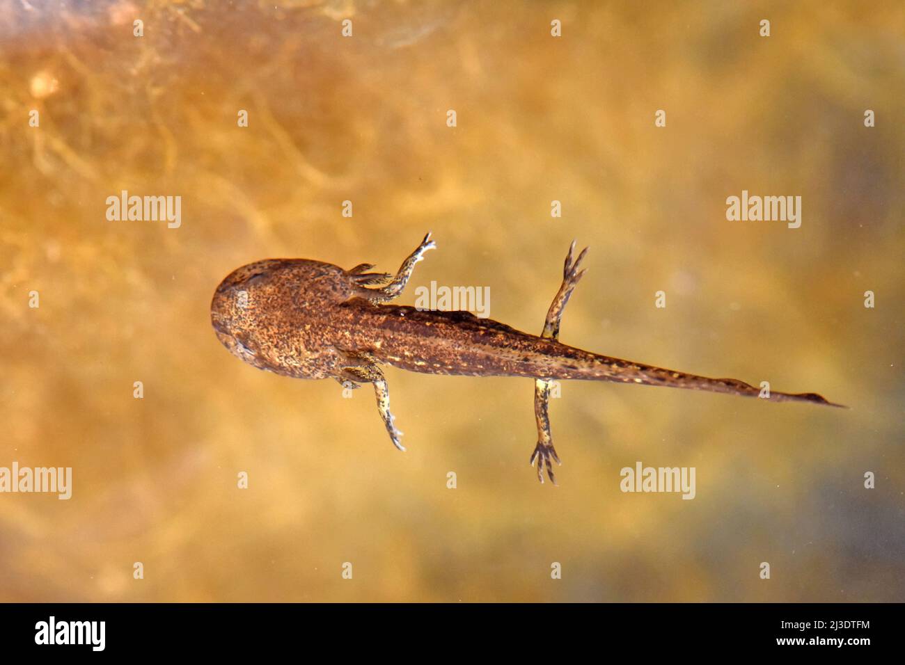 Salamander young phase under water Stock Photo Alamy