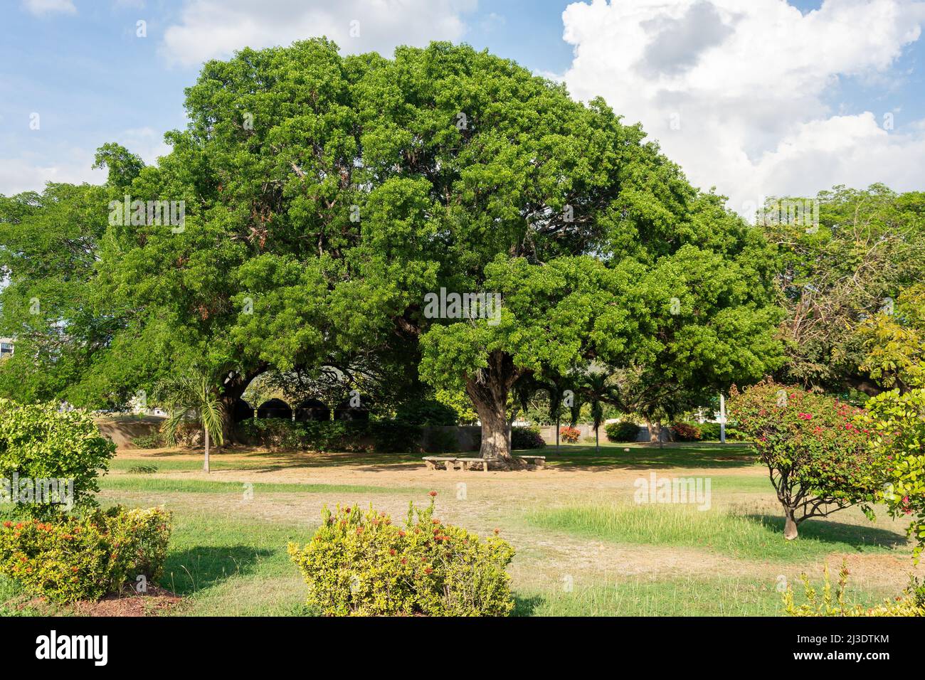 Jamaican National Tree