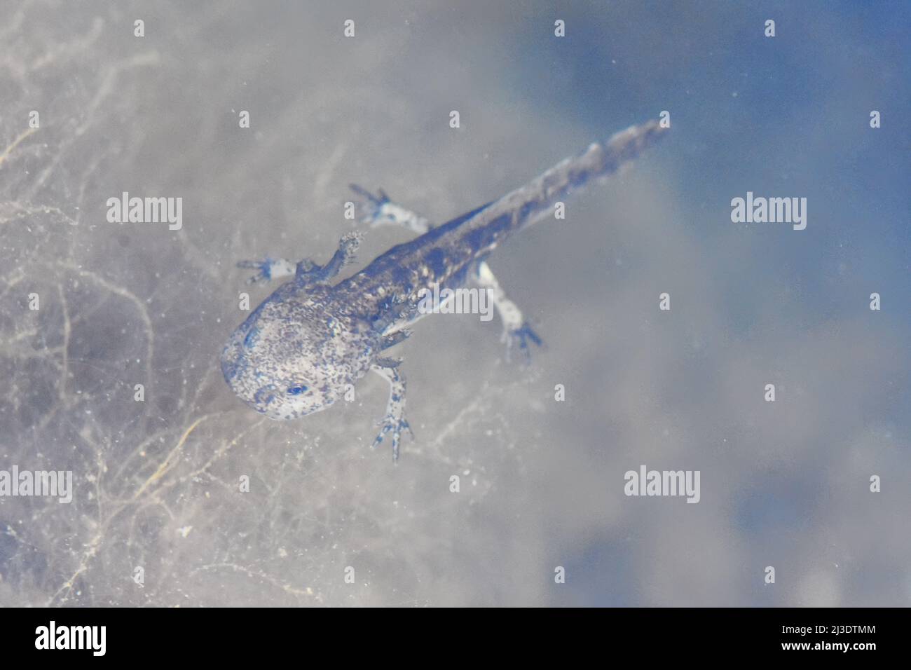 Salamander young phase under water Stock Photo Alamy