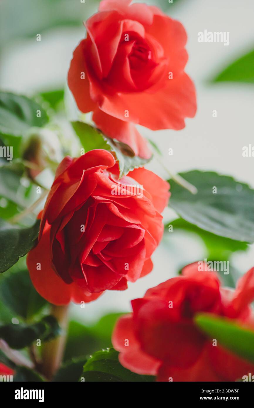 Beautiful red roses. Home plant balsam or Impatiens. Blooming flower in the garden. Stock Photo