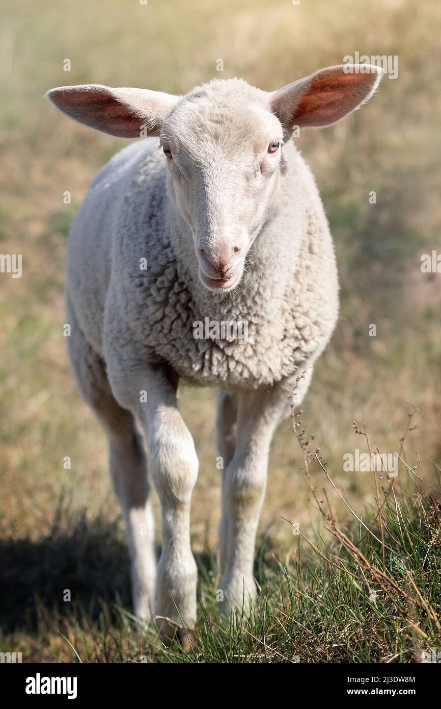 Portrait of a white young sheep in the meadow, front view Stock Photo