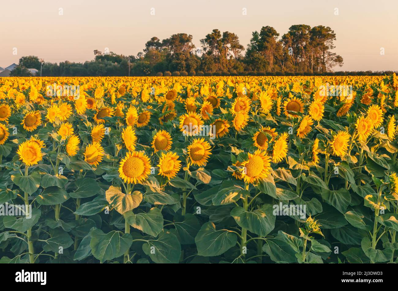 Field of blooming sunflowers at early morning in California Central Valley, USA, in early summer. Stock Photo