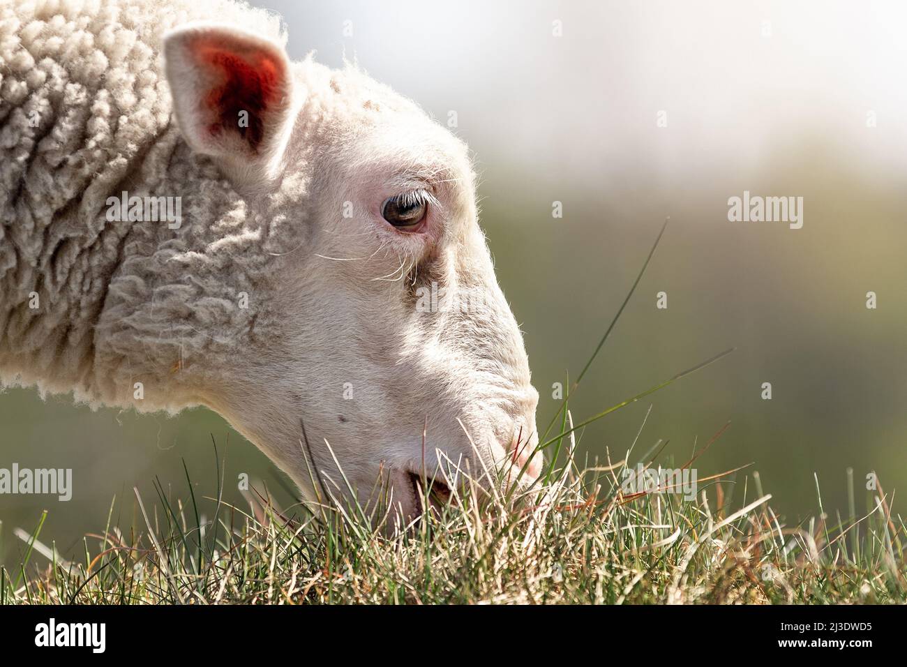 A detailed, low angle photo of a sheep eating grass. The photo shows a