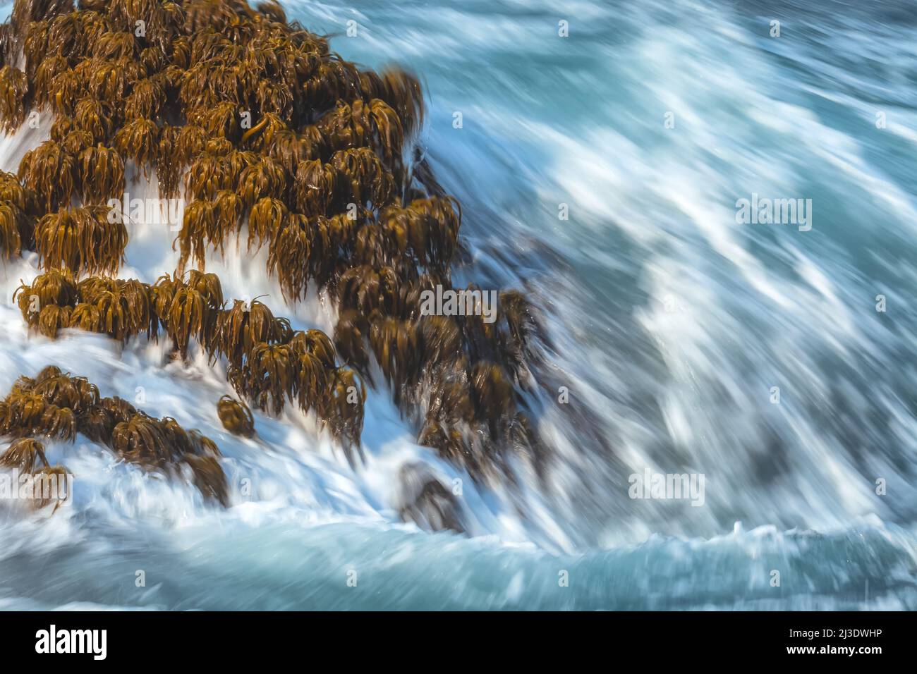 Waves crash on rock with sea palms Postelsia palmaeformis, Carmel, California, United States. Stock Photo