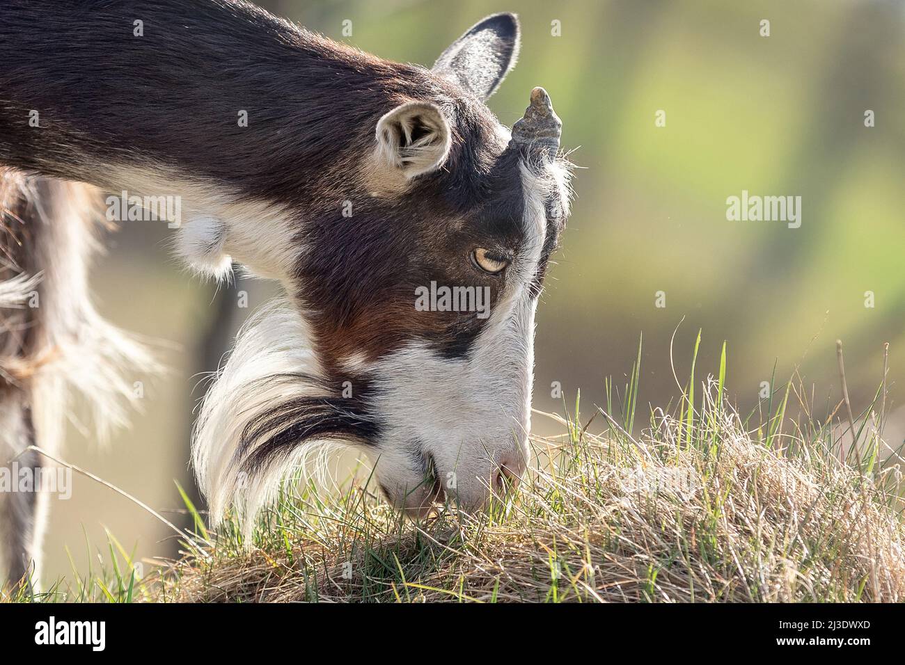 Closeup portrait of a unicorn goat with a beard eating grass Stock