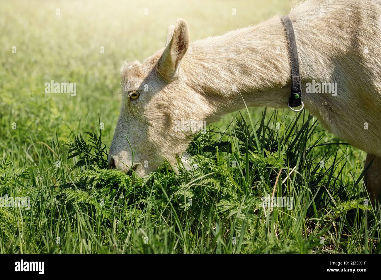Beige goat greedily eats fresh juicy grass. Free-range goat grazing on a small rural organic dairy farm. Stock Photo