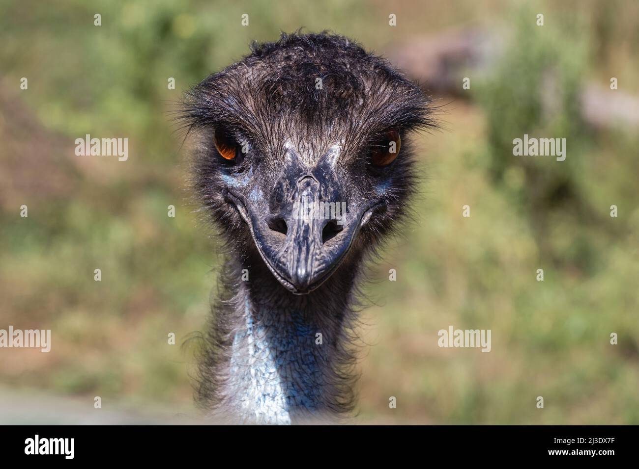 Emu bird front on portrait Stock Photo
